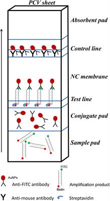 Rapid and Specific Detection of Listeria monocytogenes With an Isothermal Amplification and Lateral Flow Strip Combined Method That Eliminates False-Positive Signals From Primer–Dimers